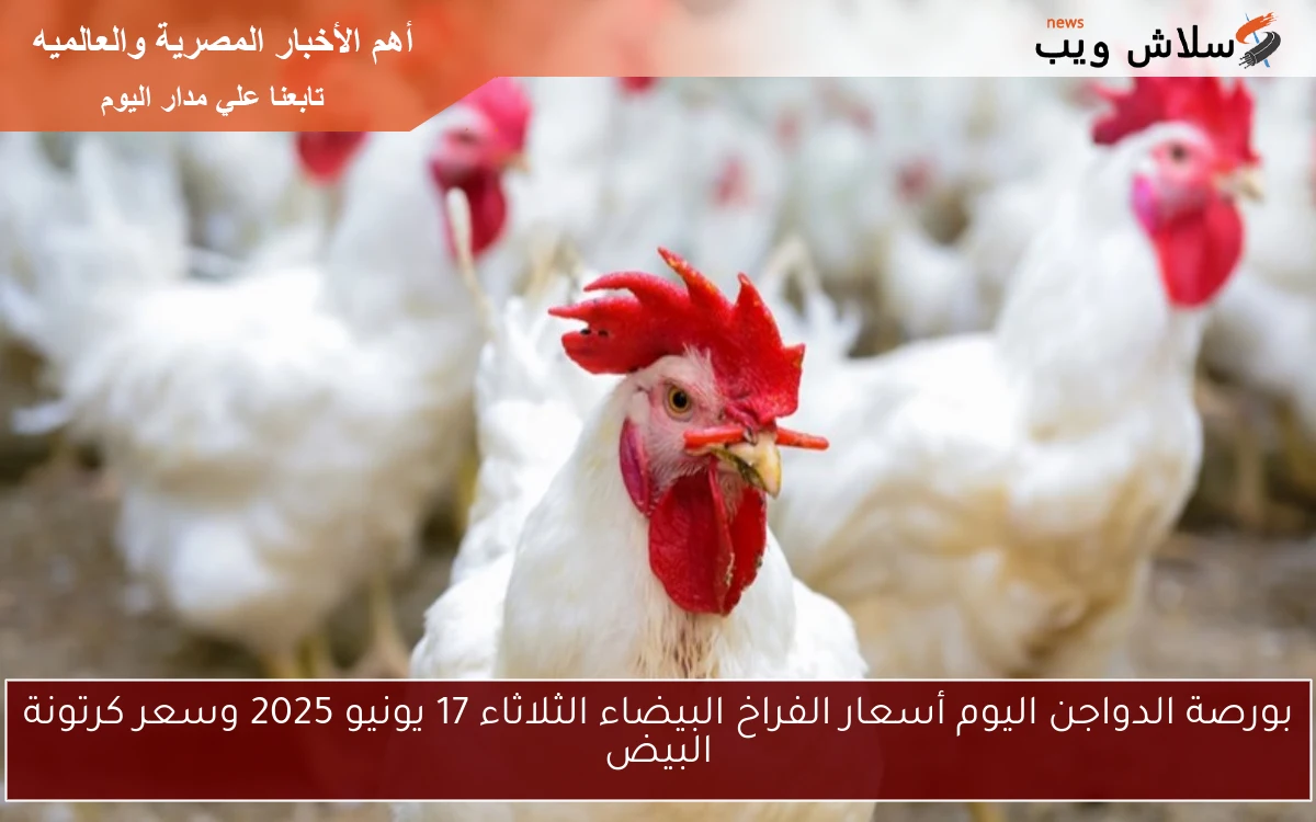 بورصة الدواجن اليوم أسعار الفراخ البيضاء الثلاثاء 17 يونيو 2025 وسعر كرتونة البيض