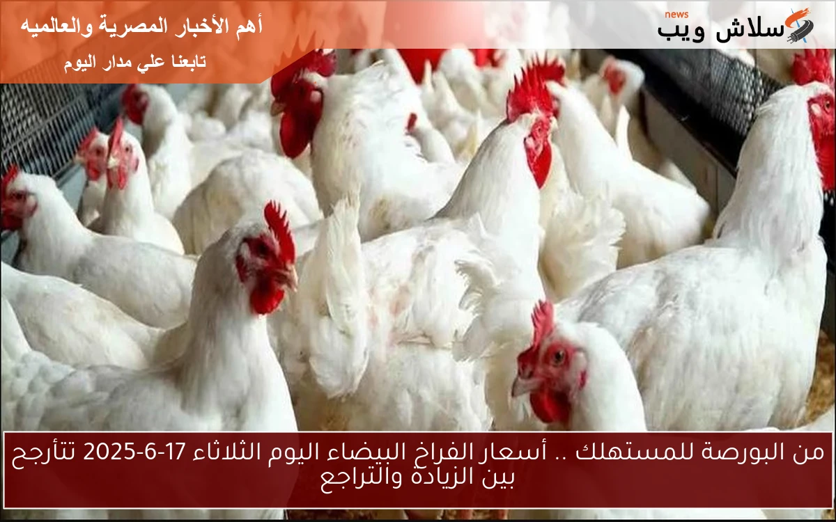 من البورصة للمستهلك .. أسعار الفراخ البيضاء اليوم الثلاثاء 17-6-2025 تتأرجح بين الزيادة والتراجع