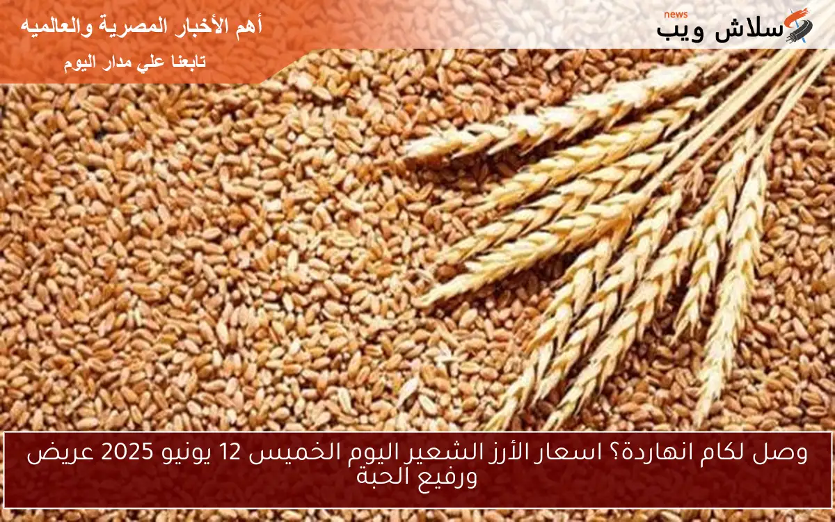 وصل لكام انهاردة؟ اسعار الأرز الشعير اليوم الخميس 12 يونيو 2025 عريض ورفيع الحبة
