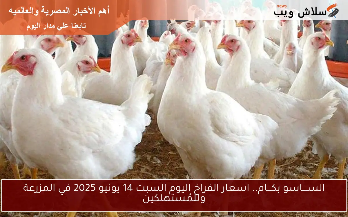 الســــاسو بكـــام.. اسعار الفراخ اليوم السبت 14 يونيو 2025 في المزرعة وللمُستهلكين