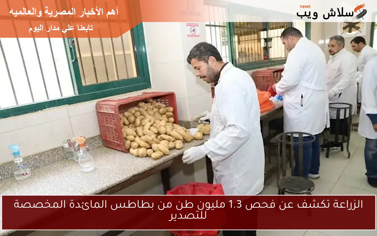 الزراعة تكشف عن فحص 1.3 مليون طن من بطاطس المائدة المخصصة للتصدير