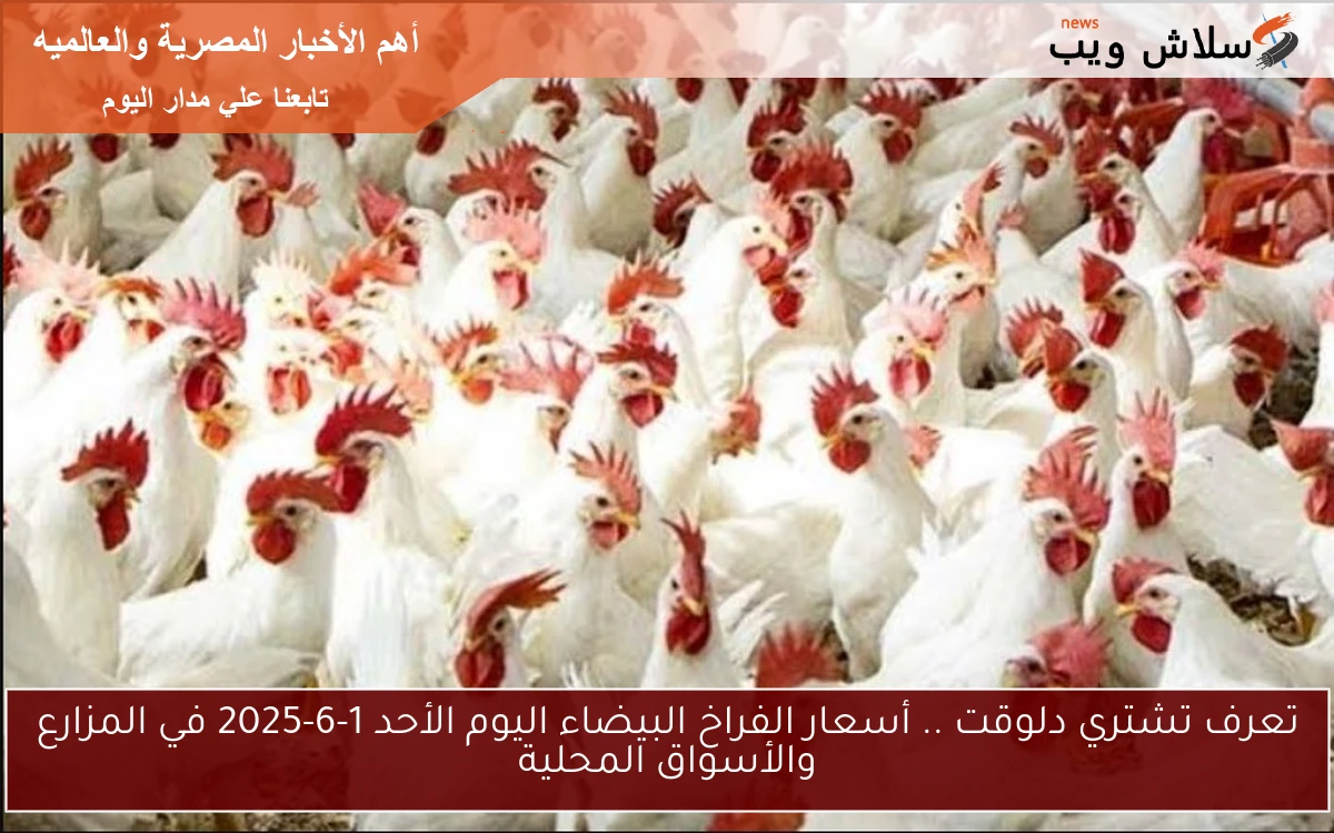 تعرف تشتري دلوقت .. أسعار الفراخ البيضاء اليوم الأحد 1-6-2025 في المزارع والأسواق المحلية