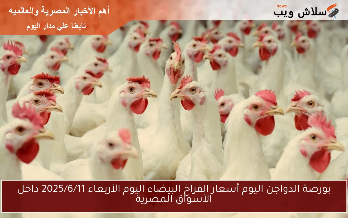 بورصة الدواجن اليوم أسعار الفراخ البيضاء اليوم الأربعاء 2025/6/11 داخل الأسواق المصرية