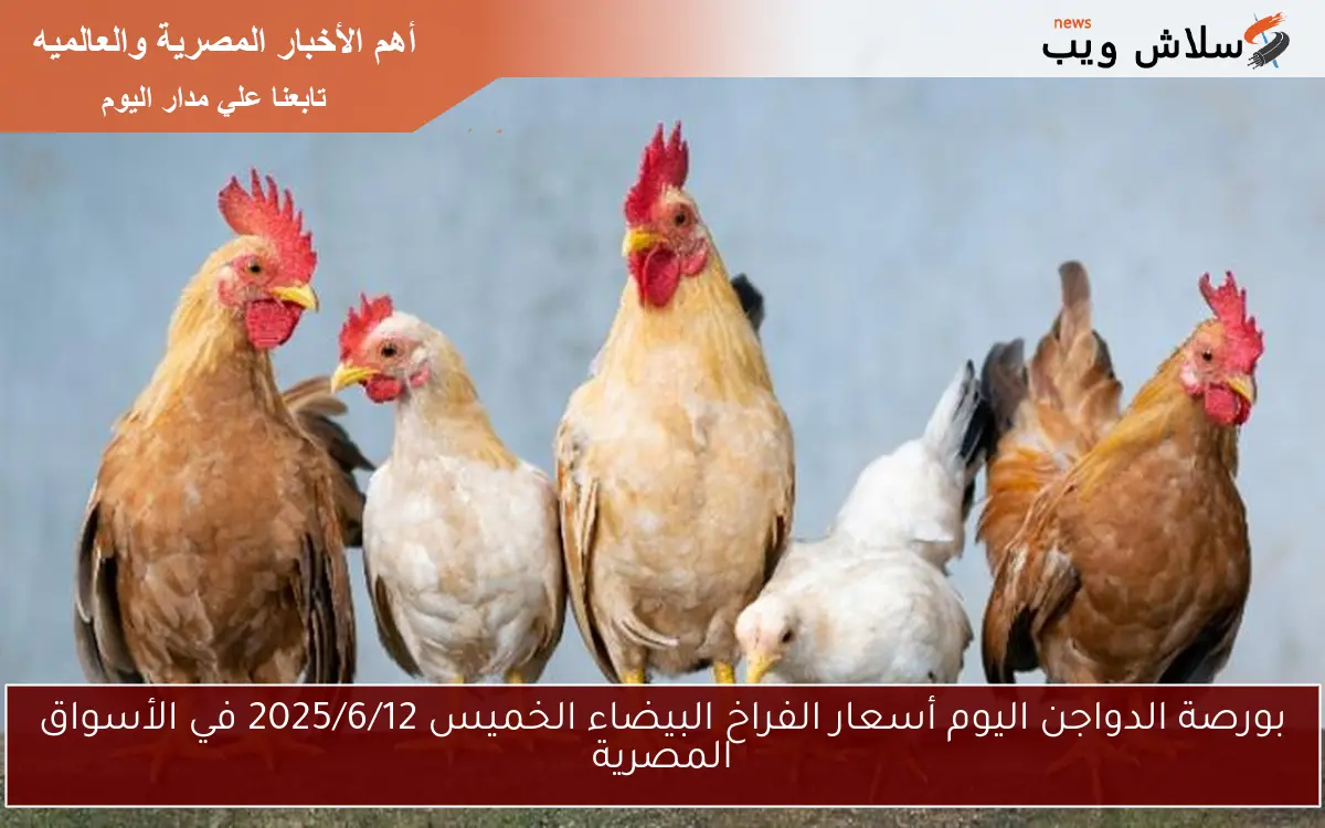 بورصة الدواجن اليوم أسعار الفراخ البيضاء الخميس 2025/6/12 في الأسواق المصرية
