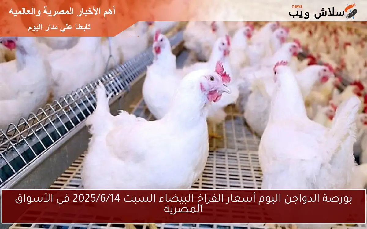 بورصة الدواجن اليوم أسعار الفراخ البيضاء السبت 2025/6/14 في الأسواق المصرية