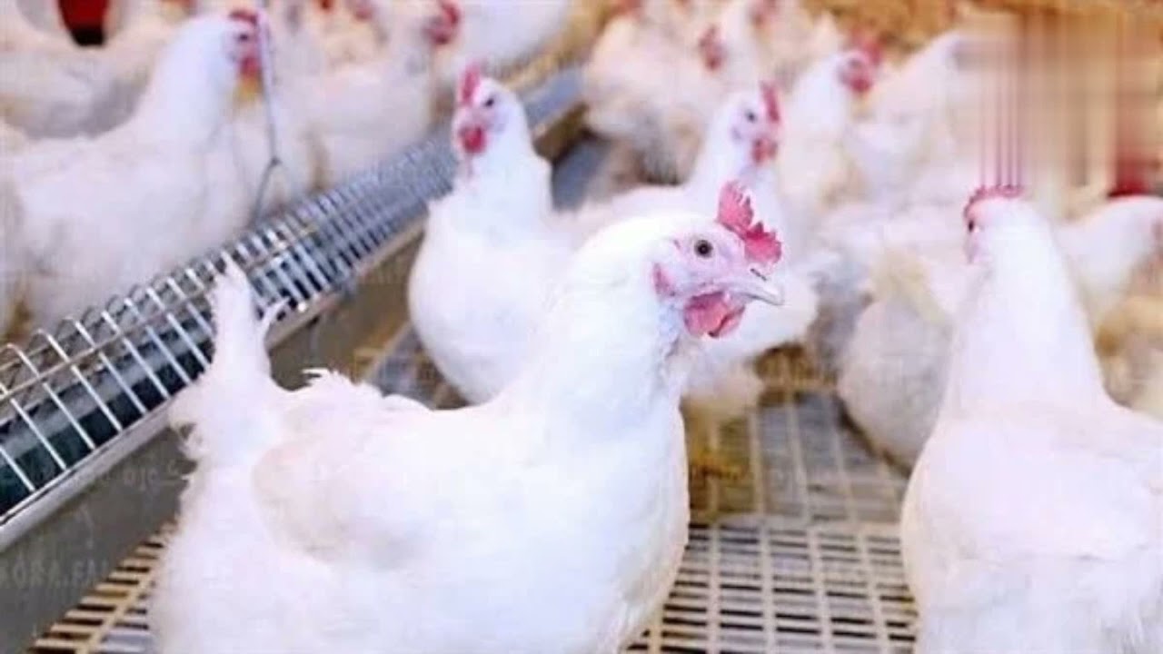 بورصة الدواجن اليوم أسعار الفراخ البيضاء الاثنين 9-6-2025 في المحلات التجارية وللمستهلك
