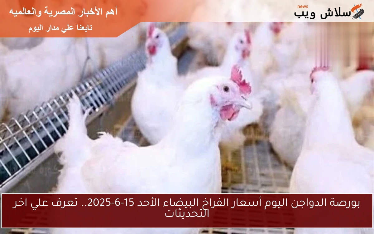 بورصة الدواجن اليوم أسعار الفراخ البيضاء الأحد 15-6-2025.. تعرف علي اخر التحديثات