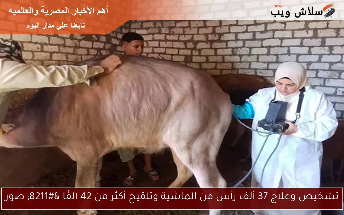 تشخيص وعلاج 37 ألف رأس من الماشية وتلقيح أكثر من 42 ألفًا – صور