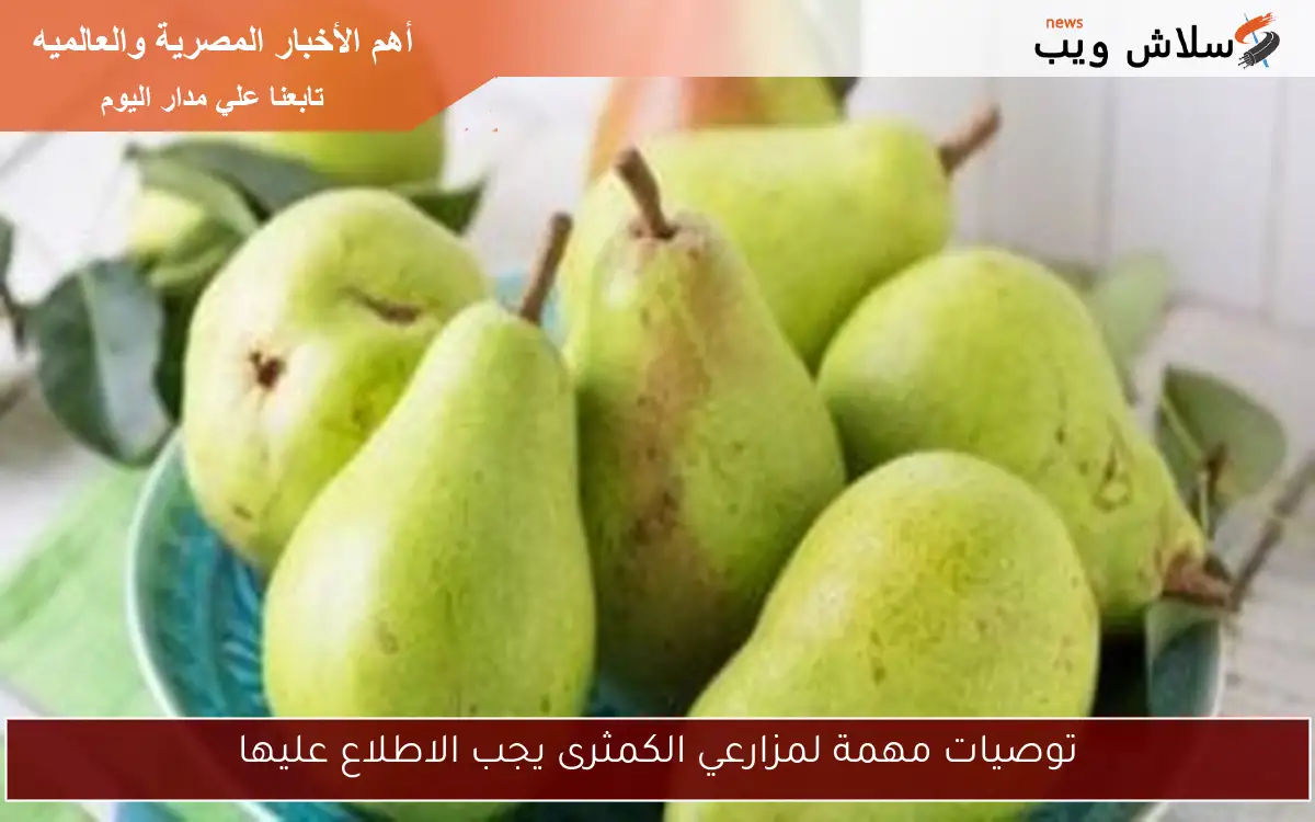 توصيات مهمة لمزارعي الكمثرى يجب الاطلاع عليها