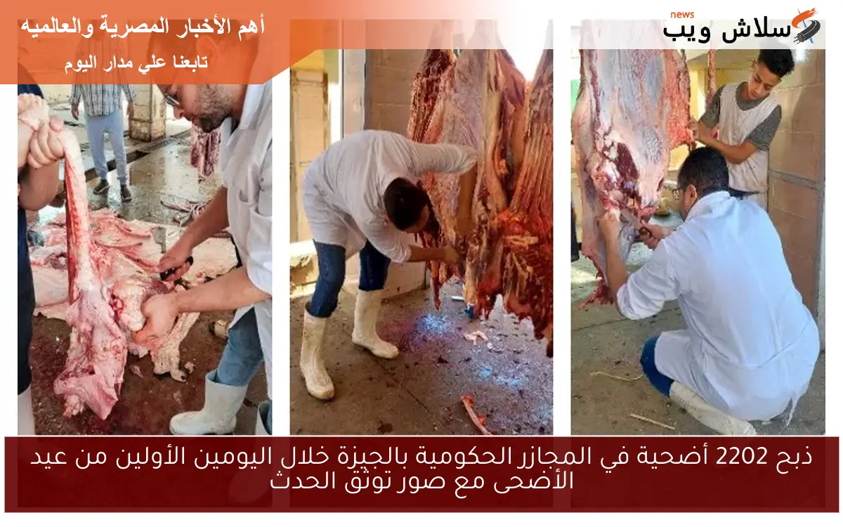 ذبح 2202 أضحية في المجازر الحكومية بالجيزة خلال اليومين الأولين من عيد الأضحى مع صور توثق الحدث