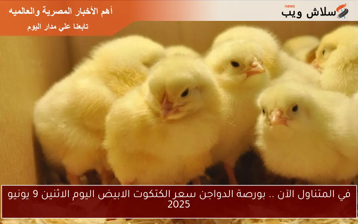 في المتناول الآن .. بورصة الدواجن سعر الكتكوت الابيض اليوم الثلاثاء 10 يونيو 2025