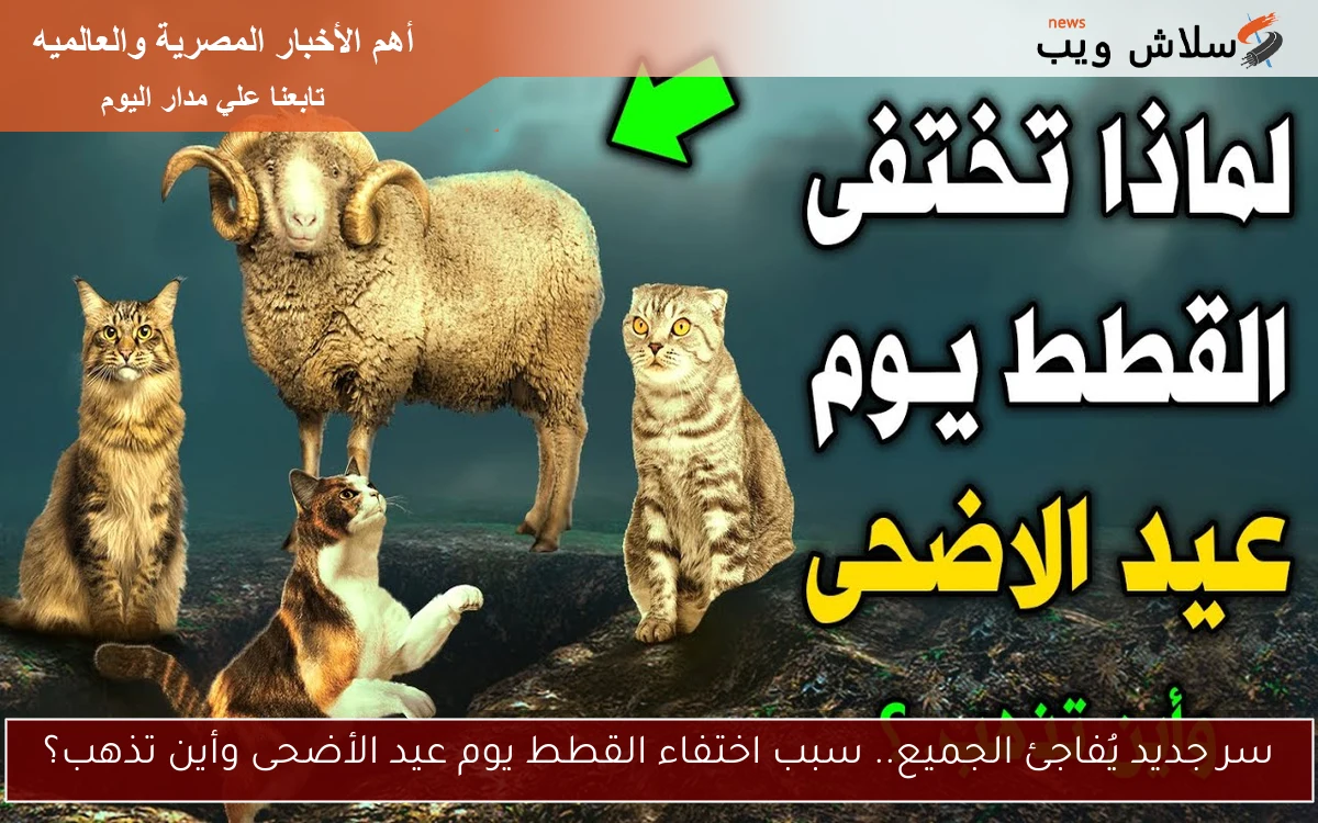 سر جديد يُفاجئ الجميع.. سبب اختفاء القطط يوم عيد الأضحى وأين تذهب؟