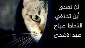 سبب اختفاء القطط يوم عيد الأضحى