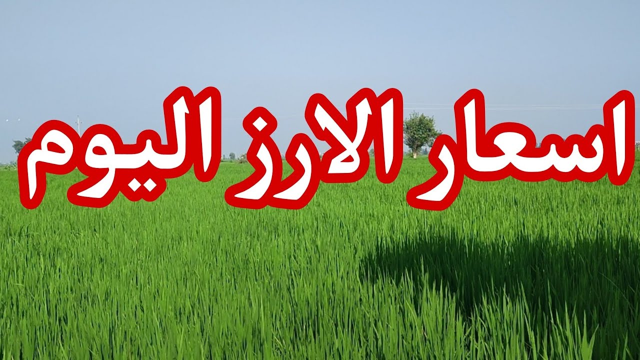 الأسواق تشتعل الآن .. سعر الارز الشعير اليوم الخميس 19\6\2025 في الأسواق المصرية