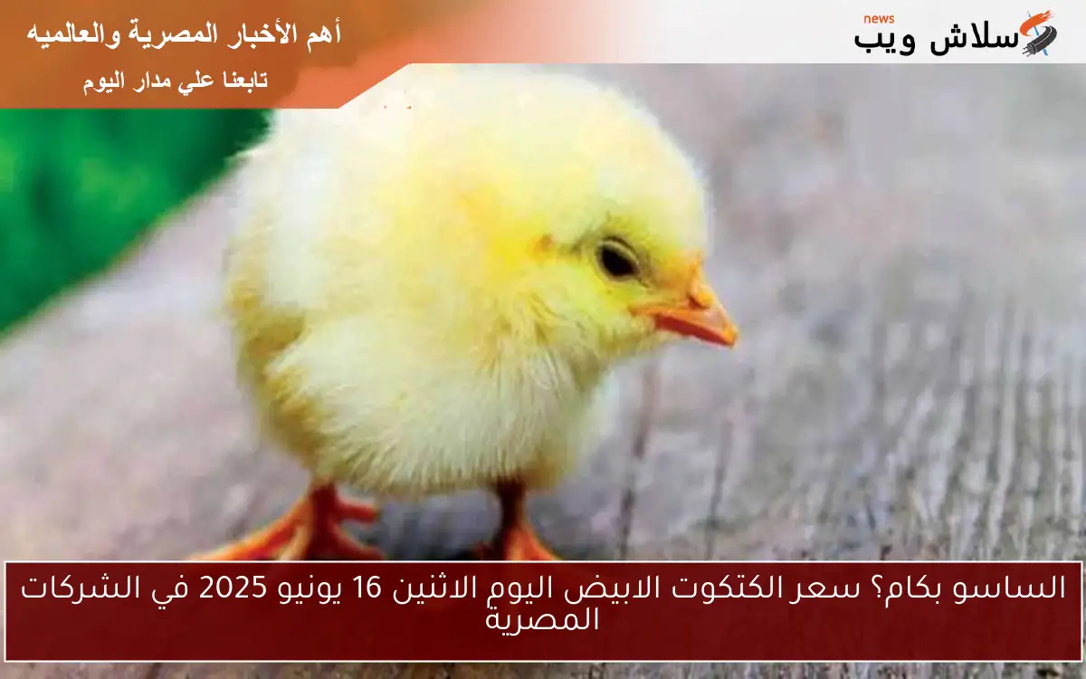 الساسو بكام؟ سعر الكتكوت الابيض اليوم الاثنين 16 يونيو 2025 في الشركات المصرية