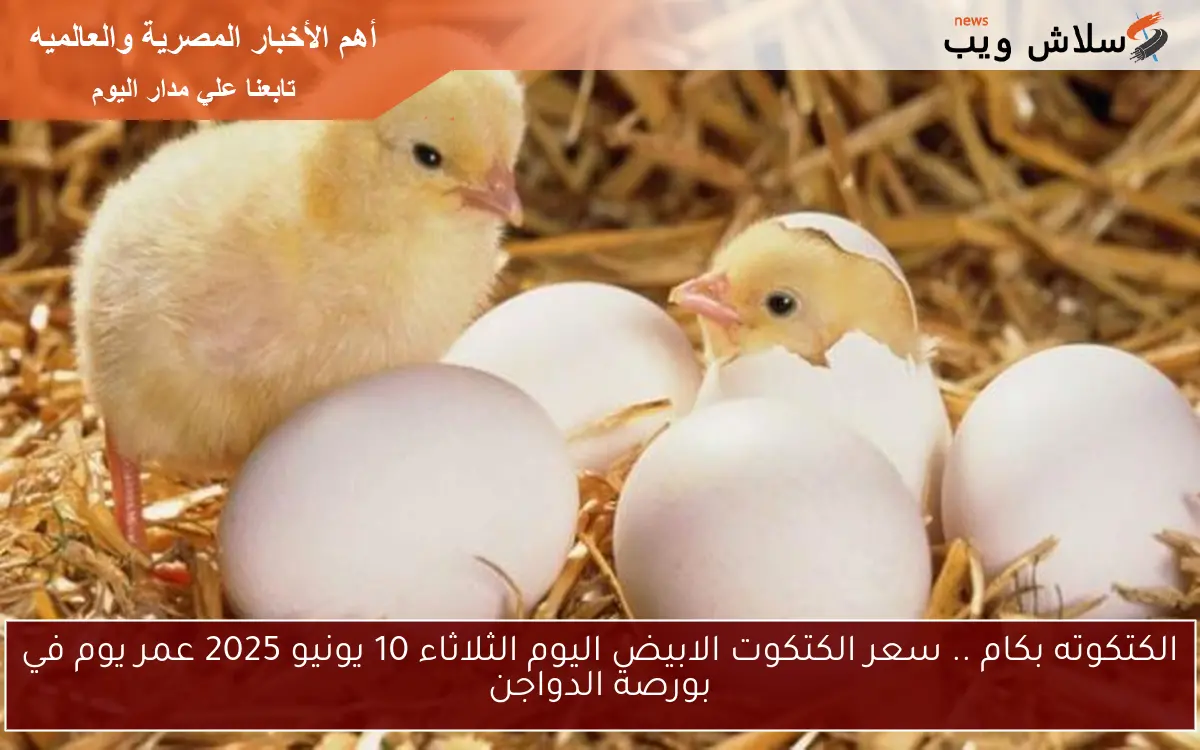 الكتكوته بكام .. سعر الكتكوت الابيض اليوم الثلاثاء 10 يونيو 2025 عمر يوم في بورصة الدواجن