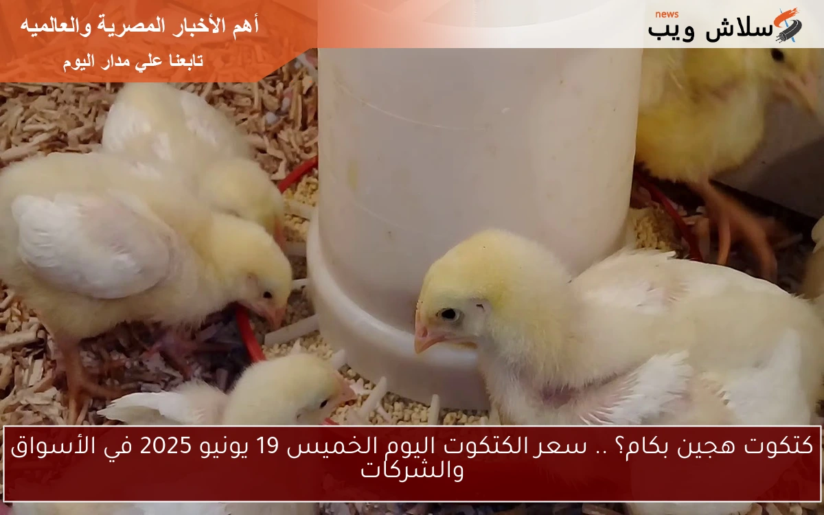 كتكوت هجين بكام؟ .. سعر الكتكوت اليوم الخميس 19 يونيو 2025 في الأسواق والشركات