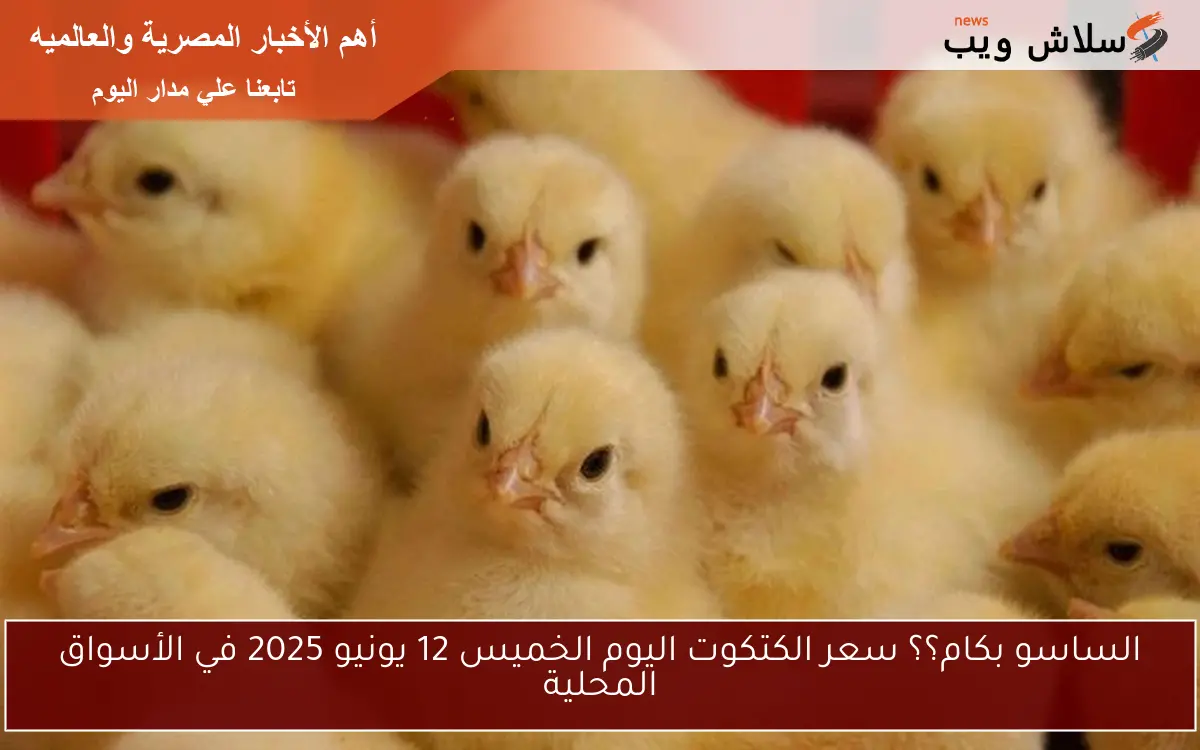 الساسو بكام؟؟ سعر الكتكوت اليوم الخميس 12 يونيو 2025 في الأسواق المحلية