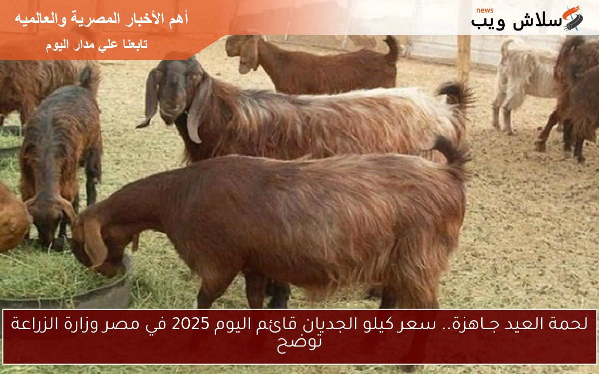 لحمة العيد جــاهزة.. سعر كيلو الجديان قائم اليوم 2025 في مصر وزارة الزراعة توضح
