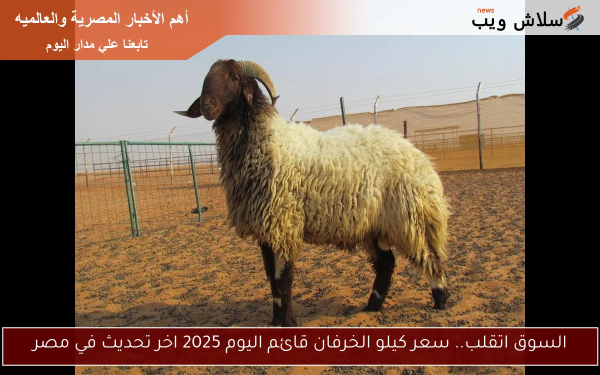 السوق اتقلب.. سعر كيلو الخرفان قائم اليوم 2025 اخر تحديث في مصر