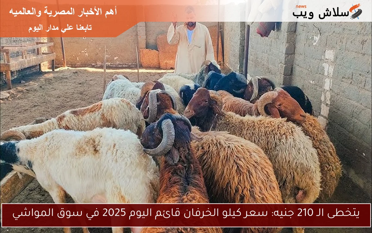 يتخطى الـ 210 جنيه: سعر كيلو الخرفان قائم اليوم 2025 في سوق المواشي