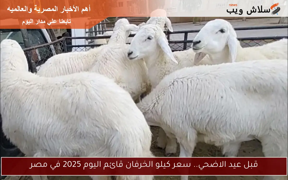 قبل عيد الاضحي.. سعر كيلو الخرفان قائم اليوم 2025 في مصر