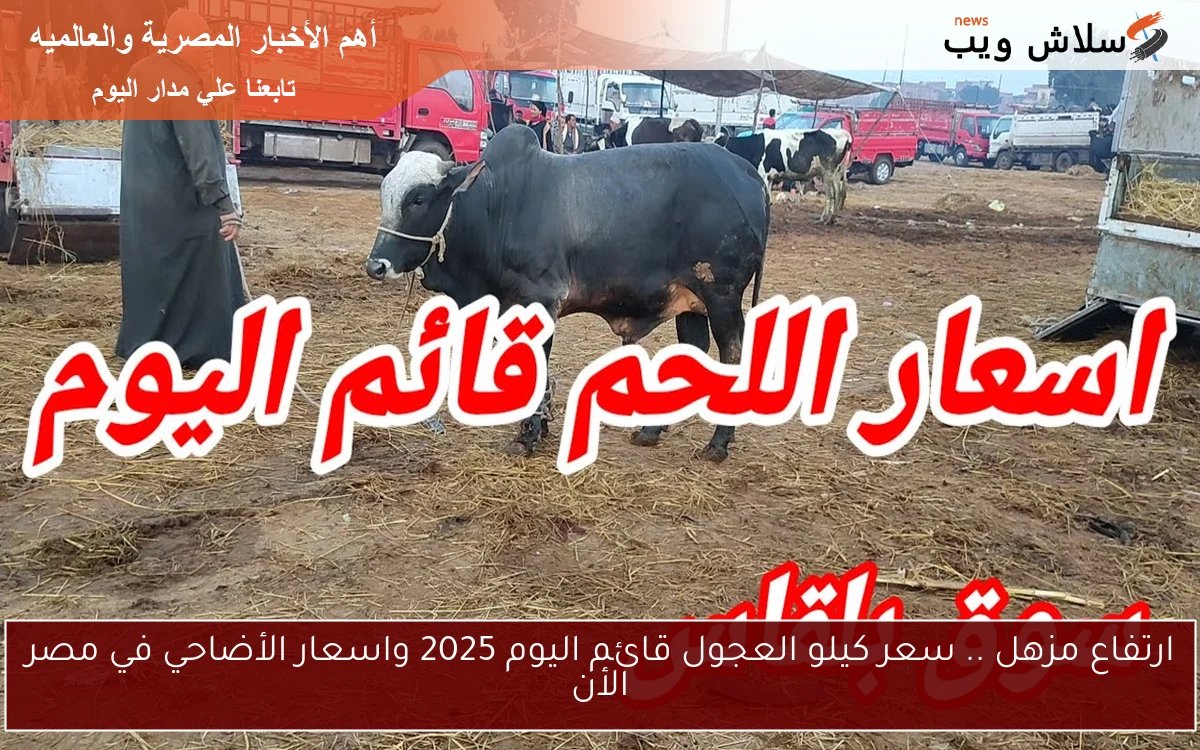 ارتفاع مزهل .. سعر كيلو العجول قائم اليوم 2025 واسعار الأضاحي في مصر الأن