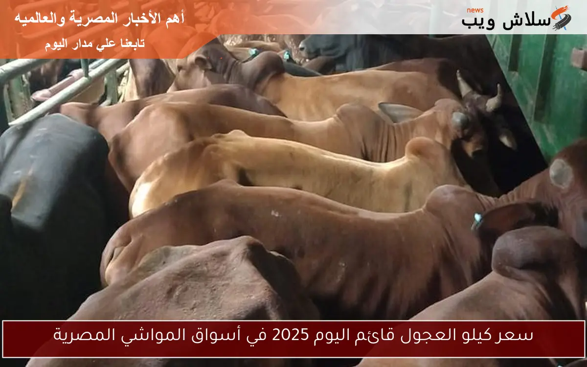 سعر كيلو العجول قائم اليوم 2025 في أسواق المواشي المصرية