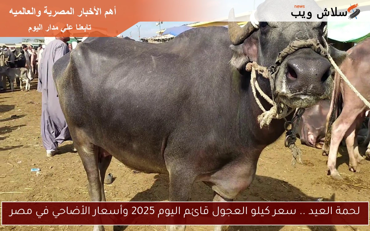لحمة العيد .. سعر كيلو العجول قائم اليوم 2025 وأسعار الأضاحي في مصر