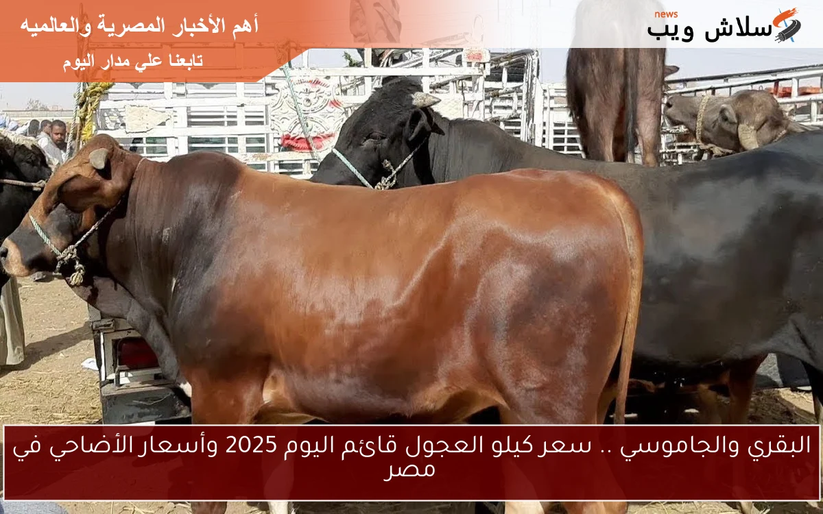 البقري والجاموسي .. سعر كيلو العجول قائم اليوم 2025 وأسعار الأضاحي في مصر