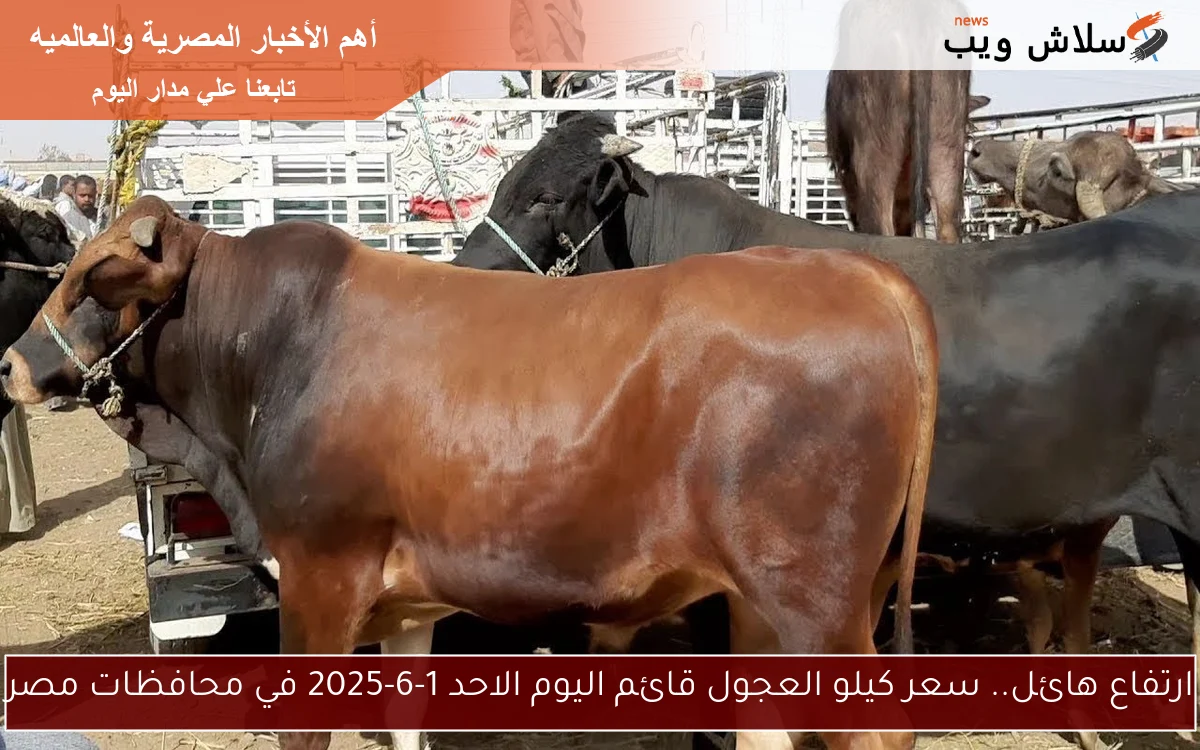 ارتفاع هائل.. سعر كيلو العجول قائم اليوم الاحد 1-6-2025 في محافظات مصر