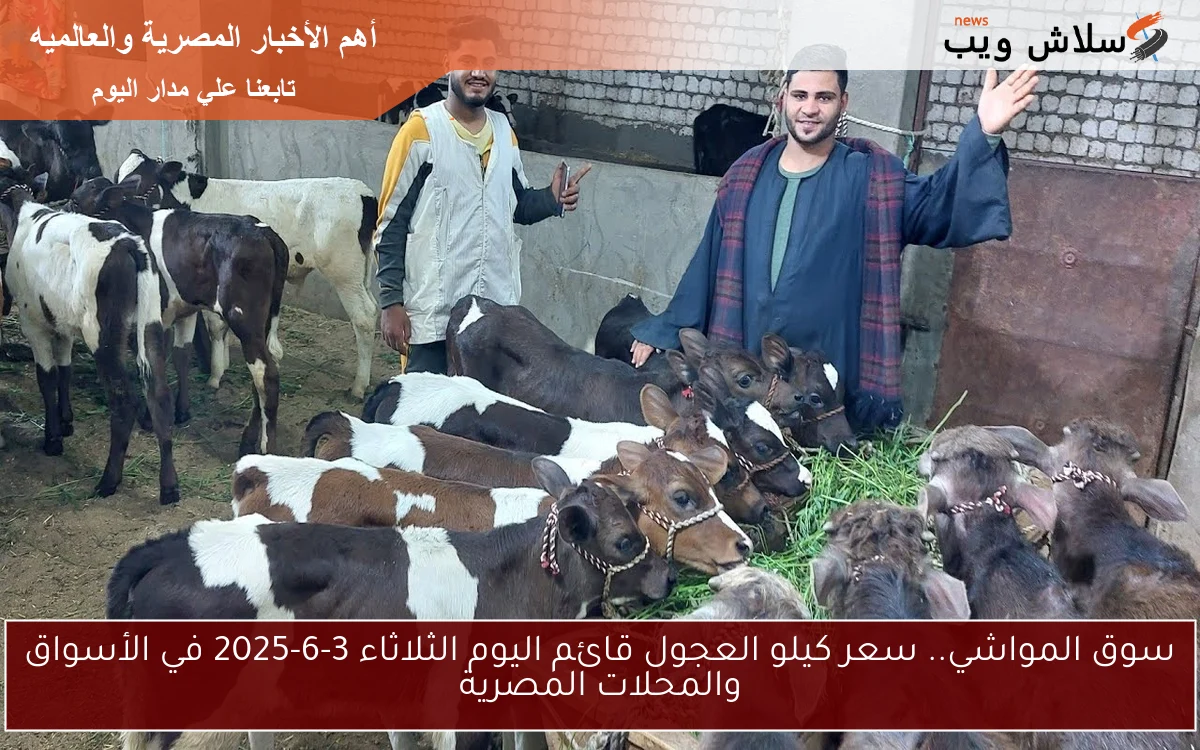 سوق المواشي.. سعر كيلو العجول قائم اليوم الثلاثاء 3-6-2025 في الأسواق والمحلات المصرية