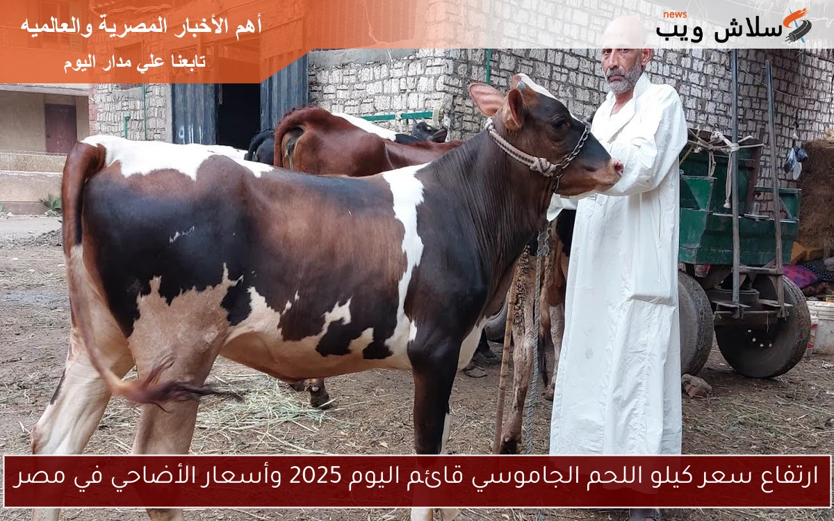 ارتفاع سعر كيلو اللحم الجاموسي قائم اليوم 2025 وأسعار الأضاحي في مصر