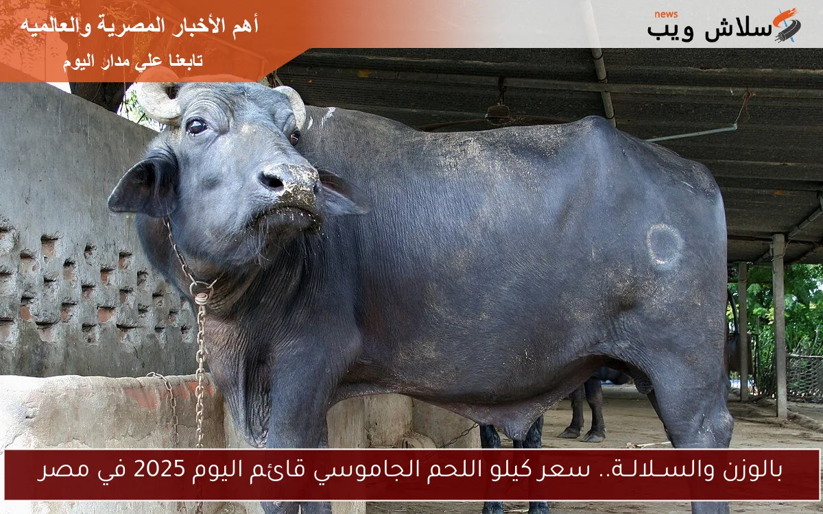 بالوزن والســلالــة.. سعر كيلو اللحم الجاموسي قائم اليوم 2025 في مصر
