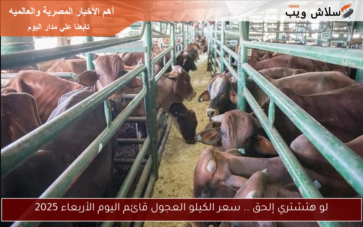 لو هتشتري إلحق .. سعر الكيلو العجول قائم اليوم الأربعاء 2025
