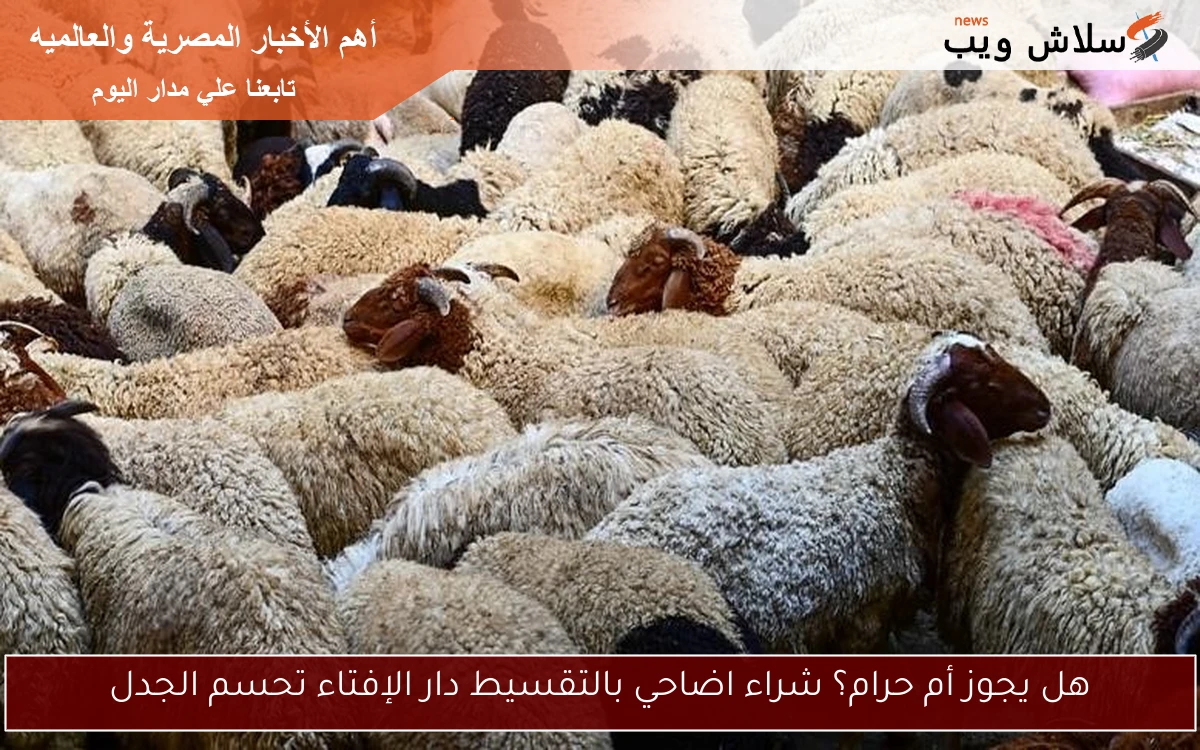 هل يجوز أم حرام؟ شراء اضاحي بالتقسيط دار الإفتاء تحسم الجدل