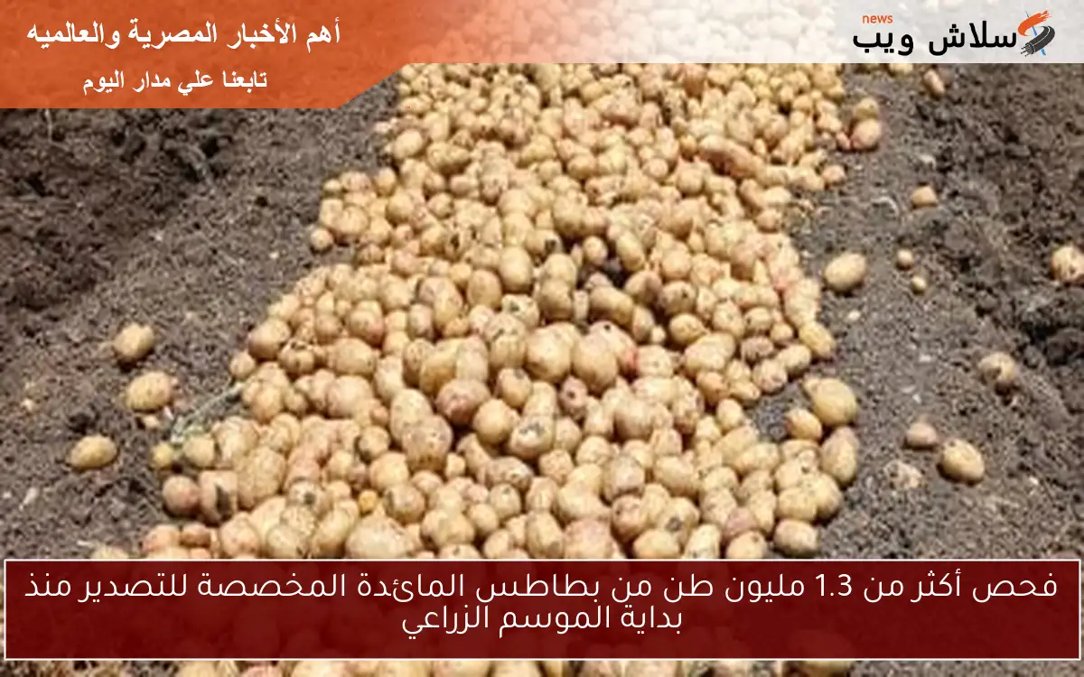 فحص أكثر من 1.3 مليون طن من بطاطس المائدة المخصصة للتصدير منذ بداية الموسم الزراعي