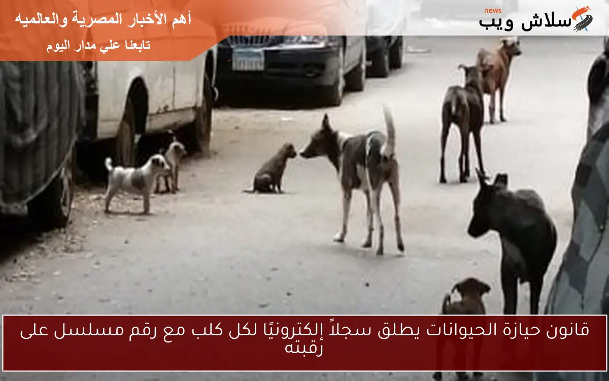 قانون حيازة الحيوانات يطلق سجلاً إلكترونيًا لكل كلب مع رقم مسلسل على رقبته