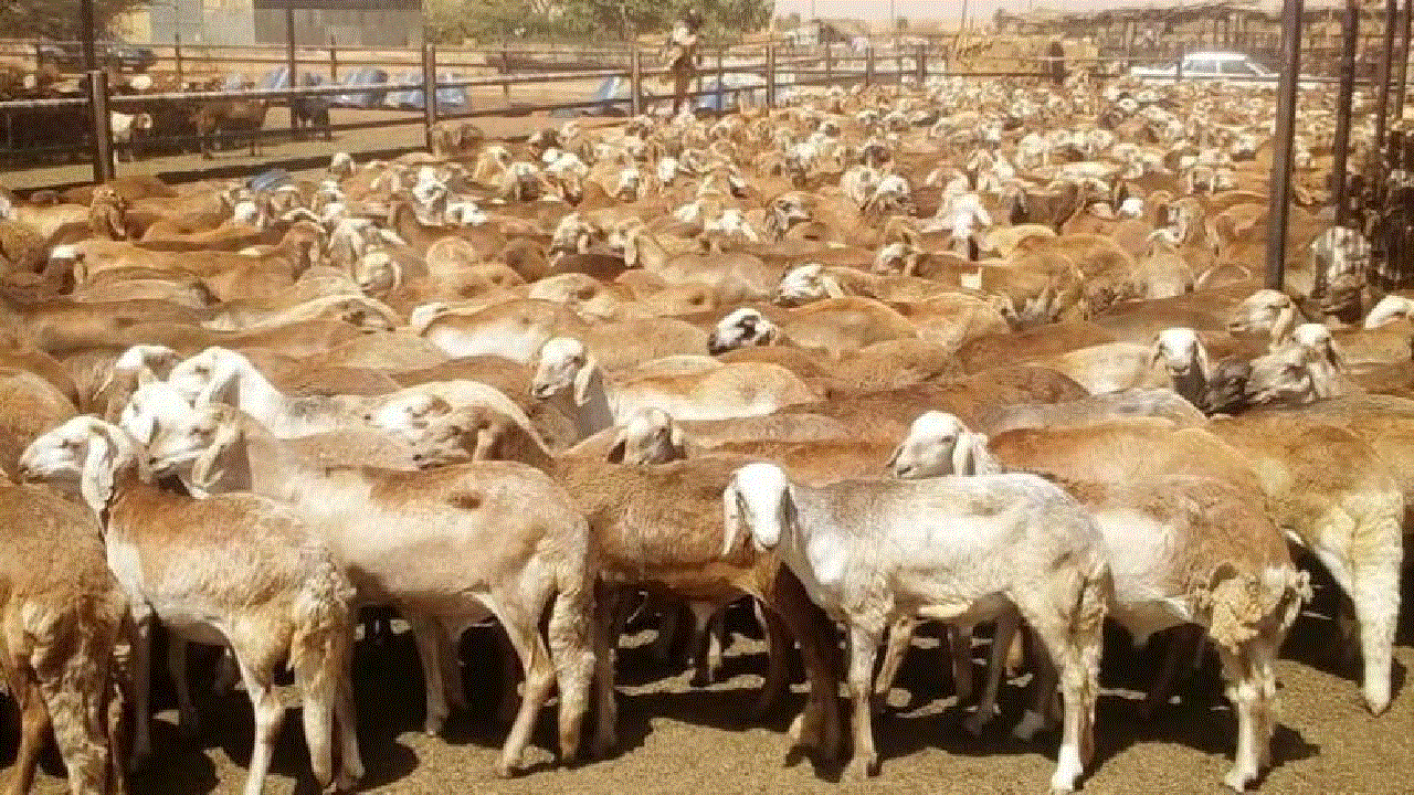 فتوى شرعية داعمة للقرار.. فرمان ملكي بإلغاء شعيرة ذبـــح الأضاحي للسودانيين ومخالفة القرار تعرض للعقوبات