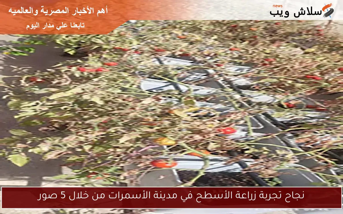 نجاح تجربة زراعة الأسطح في مدينة الأسمرات من خلال 5 صور