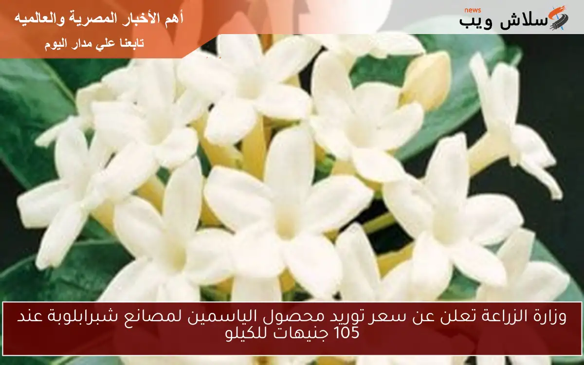 وزارة الزراعة تعلن عن سعر توريد محصول الياسمين لمصانع شبرابلوبة عند 105 جنيهات للكيلو